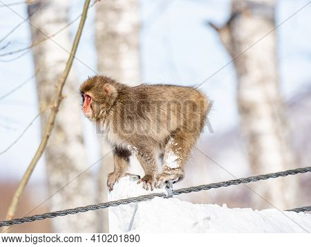 A Japanese Macaque, Macaca Fuscata, On A Barrier Beside A Road In Shiga Kogen, A Ski Resort And Natu