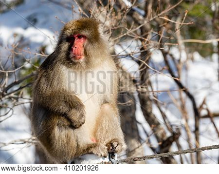 A Japanese Macaque, Macaca Fuscata, On The Road In Shiga Kogen, A Ski Resort And Nature Preserve In 
