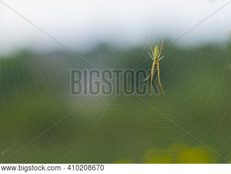 Spider On A Web. Tibellus Waiting Motionless For Prey. Spider In The Meadow, Macro Nature Photo. Blu