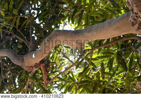 Velvet Apple Tree Branches With Fruit Close Up Shot In The Garden