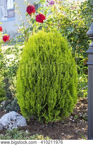 Round Fluffy Pinus Mugo Mughus Pine On The Background Of 2 Topiary Clipped Spherical Spires, Daylily