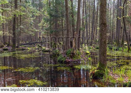 Springtime Alder-bog Forest With Water Flooded Trees, Bialowieza Forest, Poland, Europe