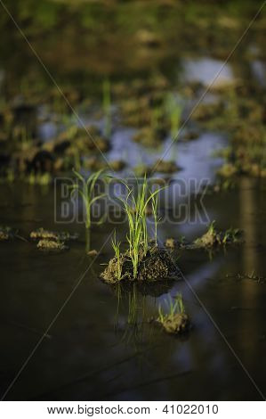 Gras
