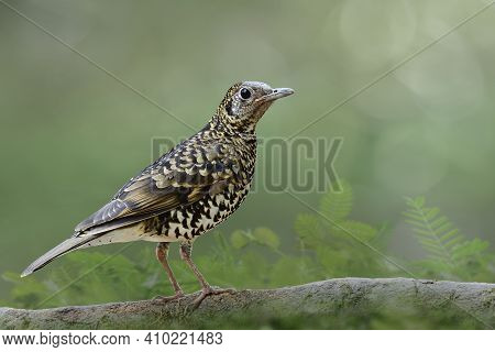 White's Thrush (zoothera Aurea) Mysterious Bird Mixed Of White Brown And Black Feathers Perching On 