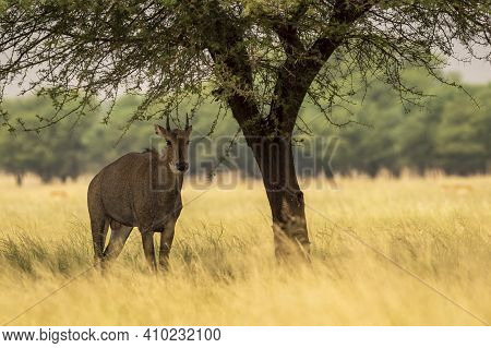 Male Nilgai Or Blue Bull Or Boselaphus Tragocamelus Largest Asian Antelope Head On In Shade Of A Tre