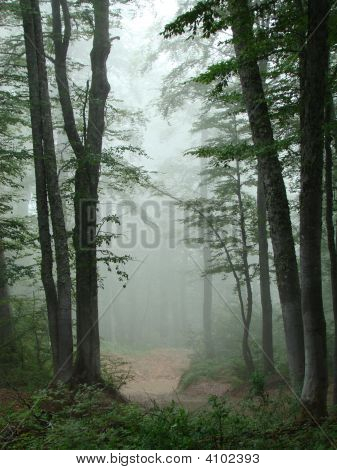 Nebel