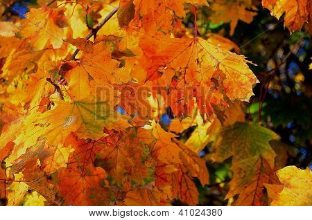 fall