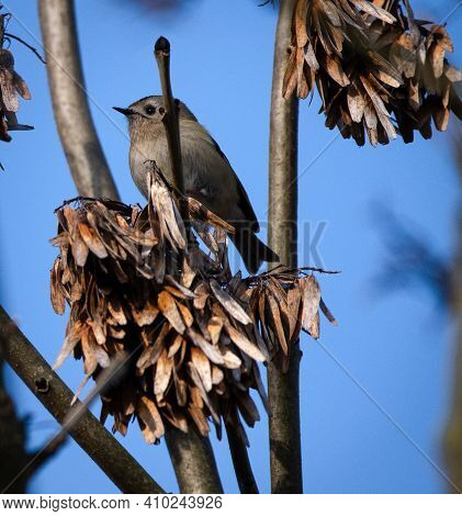 Goldcrest Perched In An Ash Tree With A Blue Sky