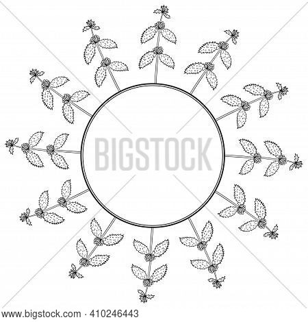 White Horehound In Sketch Style, Medicinal Plant. Marrubium Vulgare, Hand Drawn Doodle Illustration.