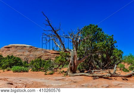 Dry Tree Against The Background Of An Eroded Landscape, Arches National Park, Moab, Utah, Us