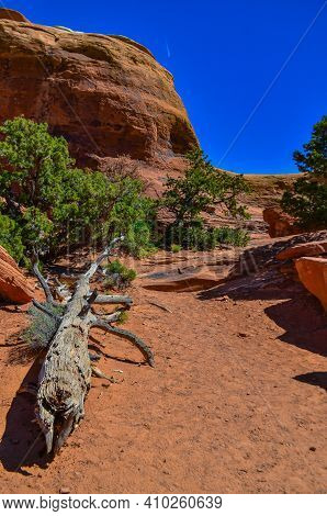 Dry Tree Against The Background Of An Eroded Landscape, Arches National Park, Moab, Utah, Us