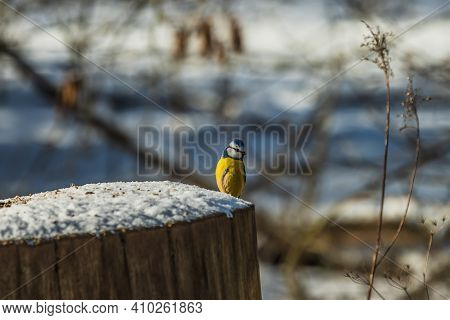 Blue Tit Sits On A Snow-covered Log In The Sunshine. Bird With Blue White Yellow Feathers. Songbird 
