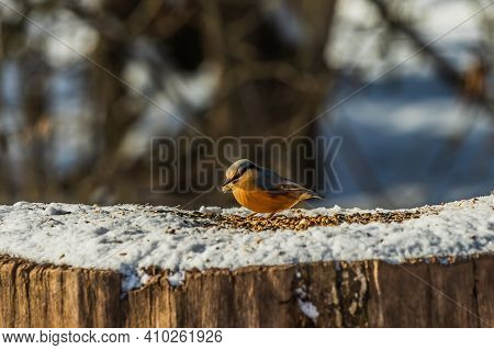 Bird Woodpecker Tit With Grain In Its Beak In Winter Landscape. Snow-covered Log With Songbird In Th