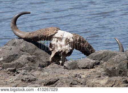 Buffalo Skull With Huge Horns Lying By The Water,game Reserve,tanzania. High Quality Photo