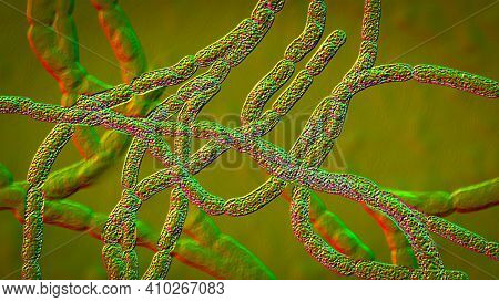 Bacteria Bacillus Anthracis, The Causative Agent Of Anthrax Disease, 3d Illustration