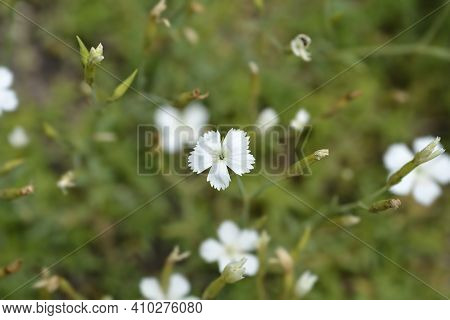 Maiden Pink White - Latin Name - Dianthus Deltoides Albus
