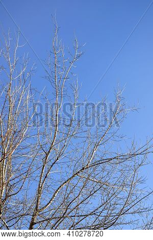 Branching Tree Without Leaves Against Clear Blue Sky In Autumn - Winter Season. Copy Space. Selectiv