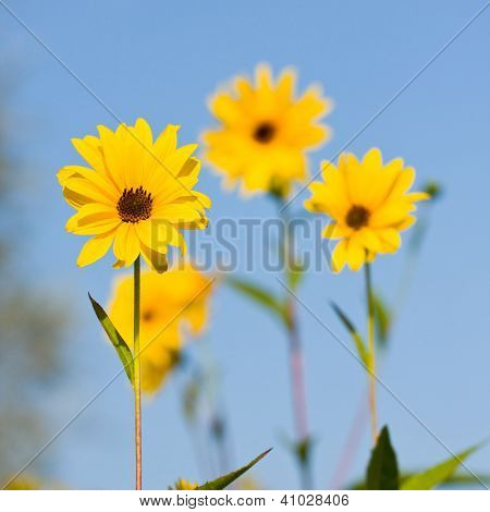 Gule blomster