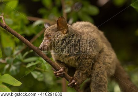 Northern Greater Galago, On A Branch During The Daytime.