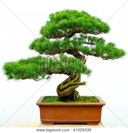 Bonsai borovice