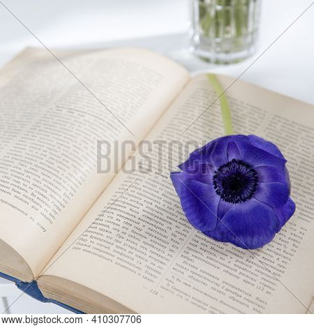 Blue Anemone On An Open Book Lying On The Table. Square Frame