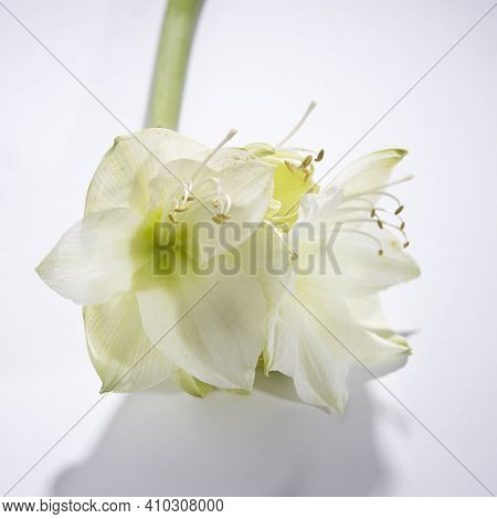 Bouquet Of White Geen Lilies On A Table. Copy Space. Fresh Bud