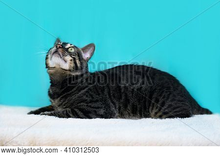 Looks To The Side In Profile. Purebred Bengal Cat, Leopard Color. Photo Of A Cat Sitting In The Stud