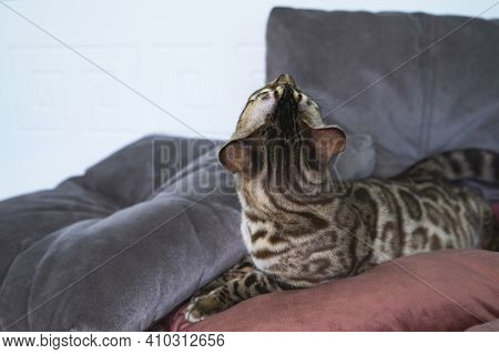 Looks To The Side In Profile. Purebred Bengal Cat, Leopard Color. Photo Of A Cat Sitting In The Stud