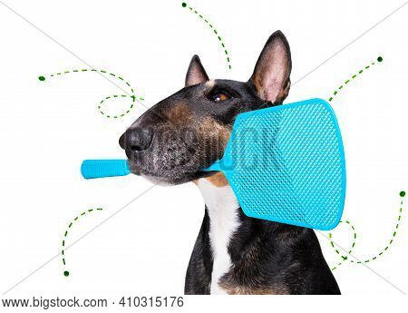 Bull Terrier Dog Considering The Problem Of Tick Insects And Fleas , Close To Scratch Its Skin Or Fu