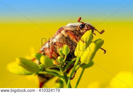 A Maybug (melolontha Melolontha) Sitting On A Buds Of Oilseed Rape (canola) Plants. Sunny Day In Spr