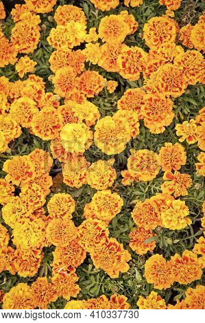 Healing Herbs. Blooming Texture. Beautiful Orange Red Marigold Flowers Leaves Background Pattern. Ma