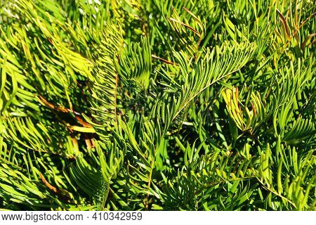 The Coontie Plant, A Tough Tropical Plant With Featherlike Leaves
