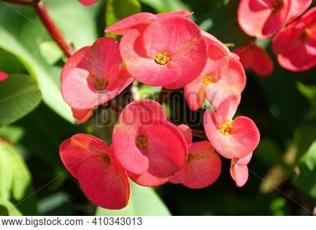 The Pink Flowers Of Crown Of Thorns, With Scientific Name Eurphorbia Milii