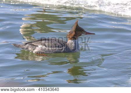 Eastern North American Bird Common Merganser, Sea Duck - Mergus Merganser, Called Goosander In Euras