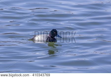 The Greater Scaup (aythya Marila) Diving Duck, Drake - Migrating Bird On Lake Michigan In Winter