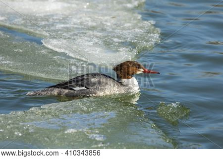 Eastern North American Bird Common Merganser, Sea Duck - Mergus Merganser, Called Goosander In Euras