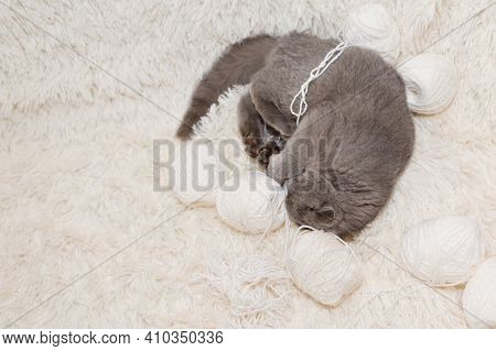 A Lop-eared Scottish Cat Plays With Balls Of Yarn. An Animal On A White Background. Fun For Pets