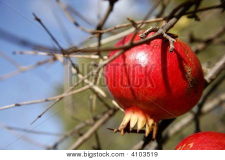 Granatapfel