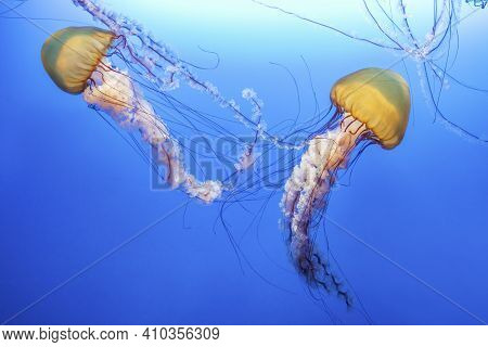 Orange Jellyfish (chrysaora Fuscescens Or Pacific Sea Nettle) In Blue Ocean Water