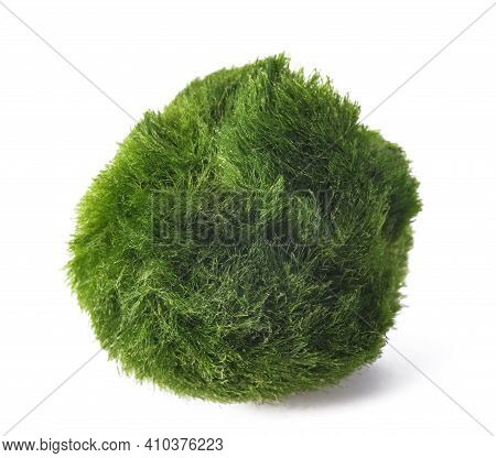 Moss Ball Isolated On A White Background