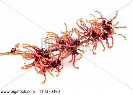 Hamamelis Red Flowers Isolated On White Background