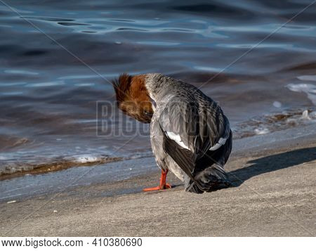 Female Of Goosander (common Merganser) Standing On The Concrete Shore Of The River Dam Seen From The