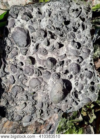 The Saulkalne Shelly Dolomite Rocks With Clearly Visible Fossils (platyschisma Kircholmiensis)