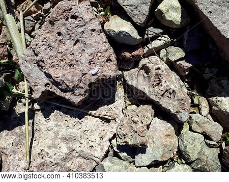 The Saulkalne Shelly Dolomite Rocks With Clearly Visible Fossils (platyschisma Kircholmiensis)