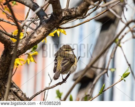 The Common Chiffchaff (phylloscopus Collybita) - Greenish-brown And Off-white Below Bird Sitting On 