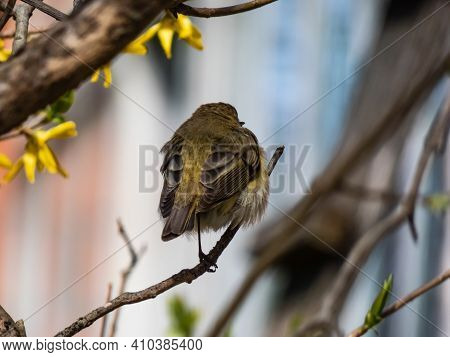 The Common Chiffchaff (phylloscopus Collybita) Bird Sitting On Flowering Bush Branch With Beautiful 