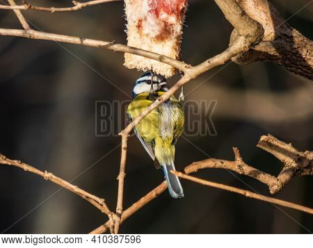 Beautiful Bird Eurasian Blue Tit Sitting And Hanging On The Piece Of Lard In A Tree