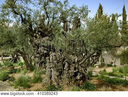 Old Olive Trees With In The Gethsemane Garden In Jerusalem, Israel. According To The Four Gospels Of