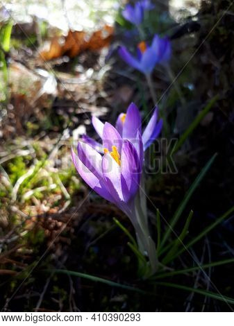 Group Of Early Spring Bright Violet Crocus Chrysanthus Flowers In Sunlight. Early Spring Flower. Vib