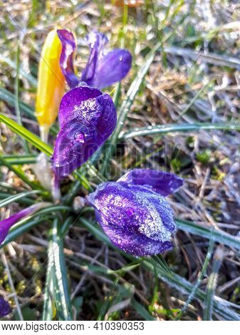 Early Spring Bright Violet And Yellow Crocus Chrysanthus Flowers In Sunlight Covered With Frost. Ear